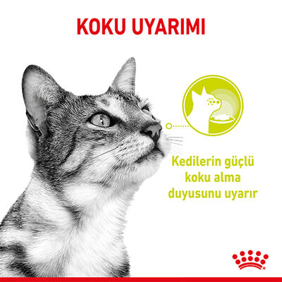 ROYAL CANİN CAT SENSORY SMELL 85 GR*12